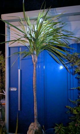 楽天市場】ニオイシュロラン ドラセナの通販