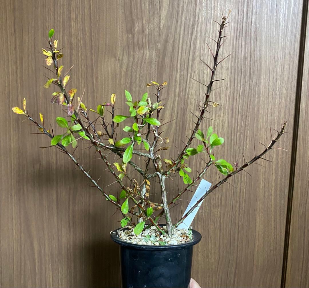 フォークイエリア　プルプシー×ファシクラータ　ハイブリッド　挿し木　2本 フォークイエリア ファシクラータ×プルプシー（あいのこ）挿し木